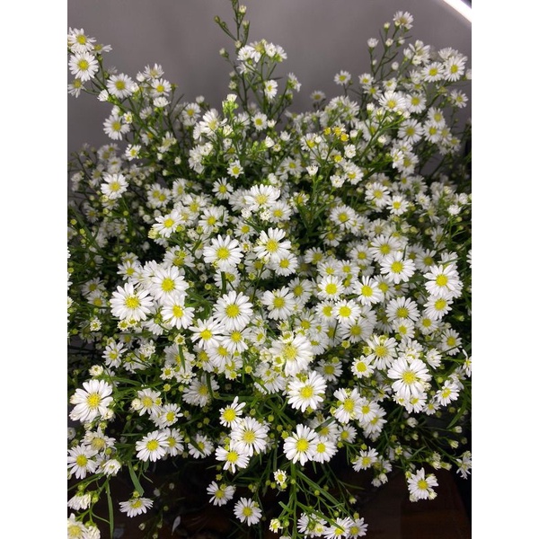 Bunga potong / bunga pikok