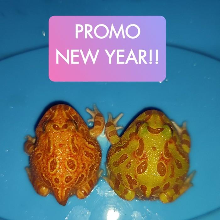 PROMO NEW YEAR murah paket 2ekor kodok pacman frog albino strawberry