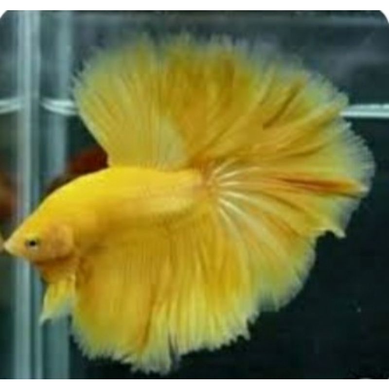 tersedia halfmoon Yellow Cupang warna yellow