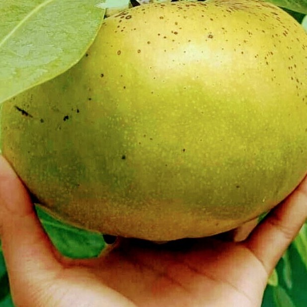 BIBIT TANAMAN BUAH BLACK SAPOTE JUMBO OKULASI