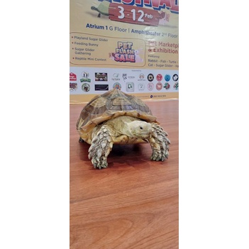 SULCATA TORTOISE JUMBO UKURAN 30-35CM