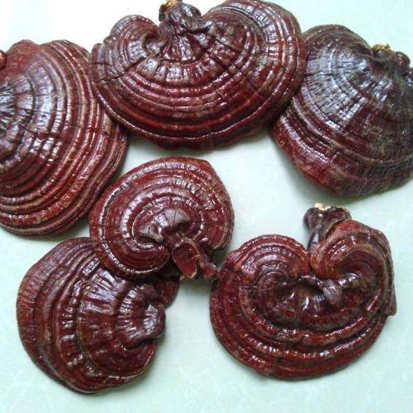 

۞ r Lingzhi Asli 500gr / r Ling zhi Asli ✥