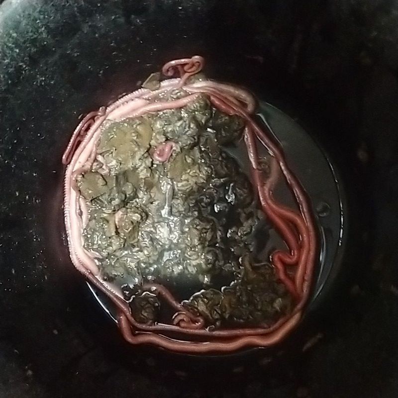 Cacing Nipah Grade A