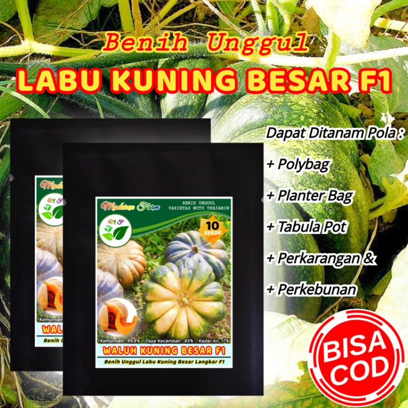 BENIH LABU KUNING BESAR F1 / WALUH GANAL