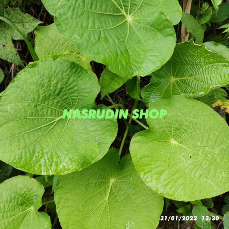 

Piper Umbellatum / DAUN SIRIH HUTAN SEGAR 1KG LANGSUNG PETIK sasirihan