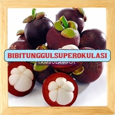 BARU DATANG Bibit Tanaman Buah manggis biji kecil Okulasi Stek Cangkok DDD