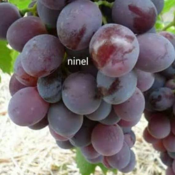 ★ BIBIT ANGGUR IMPORT NINEL ( BIBIT ANGGUR NINEL ) ✬
