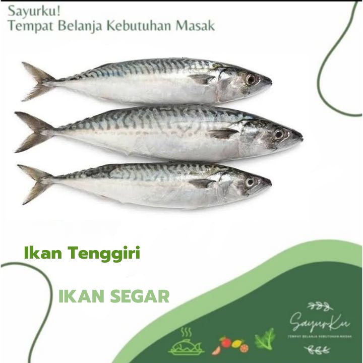 ikan tenggiri fresh