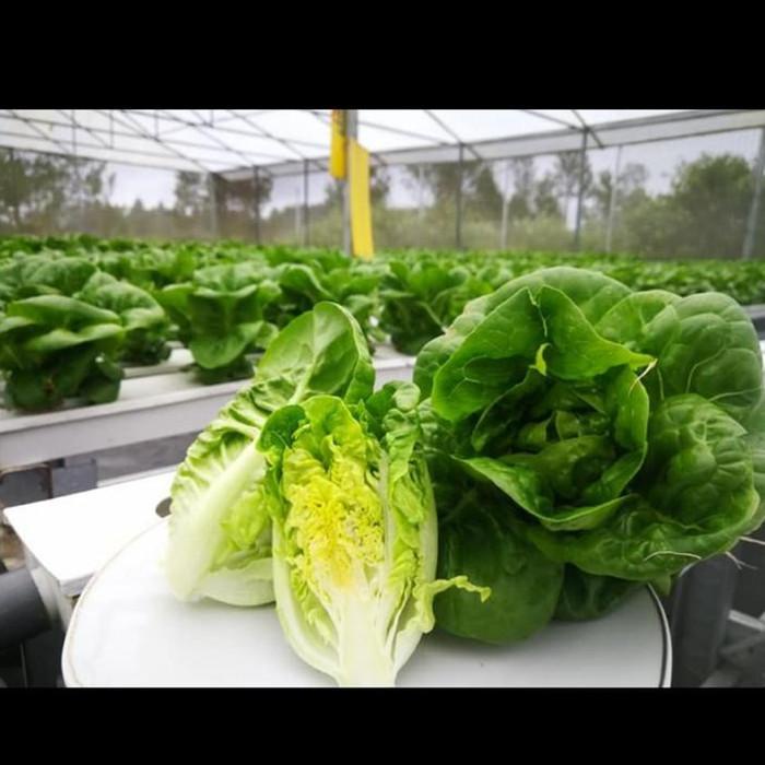 Terlaris Benih Olite Rz Little Gem Rijk Zwaan - 1000 Pills