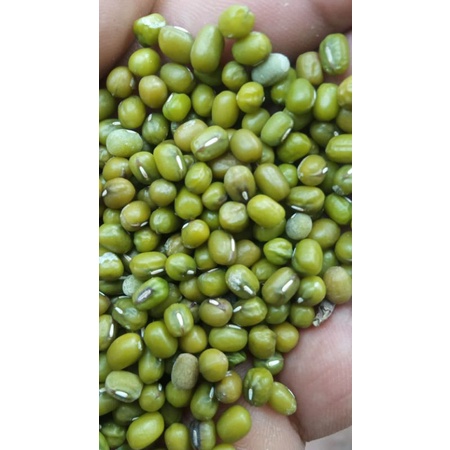 

KACANGHIJAUIMPORT