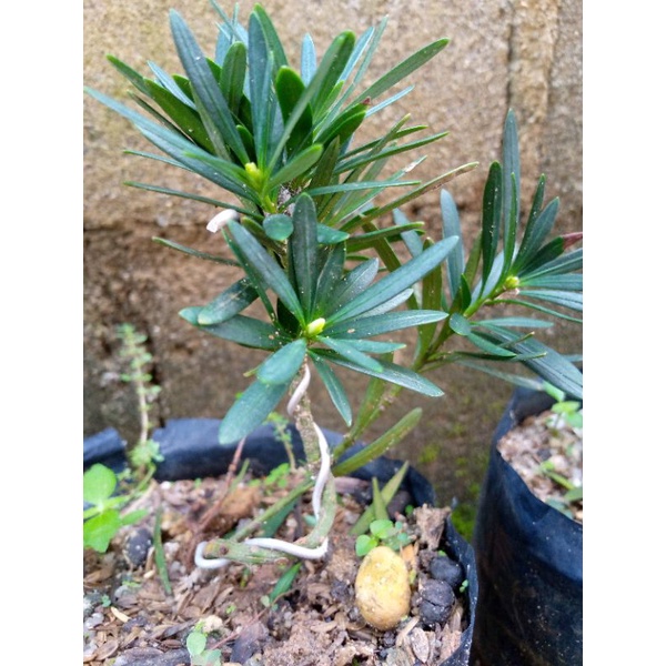 bibit lohansung lidah burung | bibit lohansung | lohansung | bonsai | bonsai lohansung