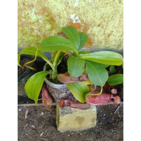 anggrek hutan langka