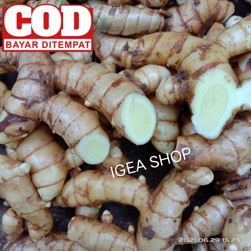 

Temu Putih Segar 1kg/Kunyit Putih Curcuma Zedoaria