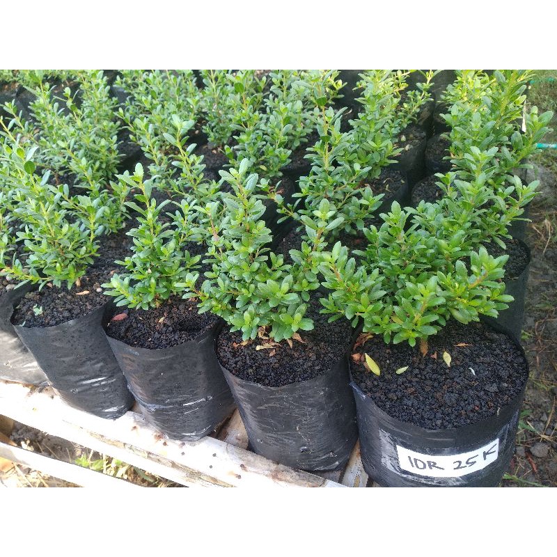 Bibit / bahan bonsai santigi mawar semai biji