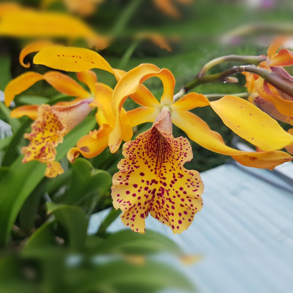 Anggrek Cattleya Mcv (Myrmecatavola) Frances Fox
