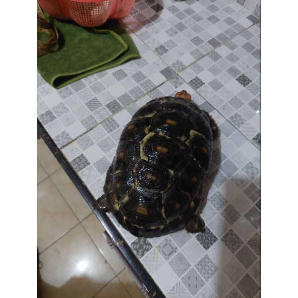 cherry head marble 19cm