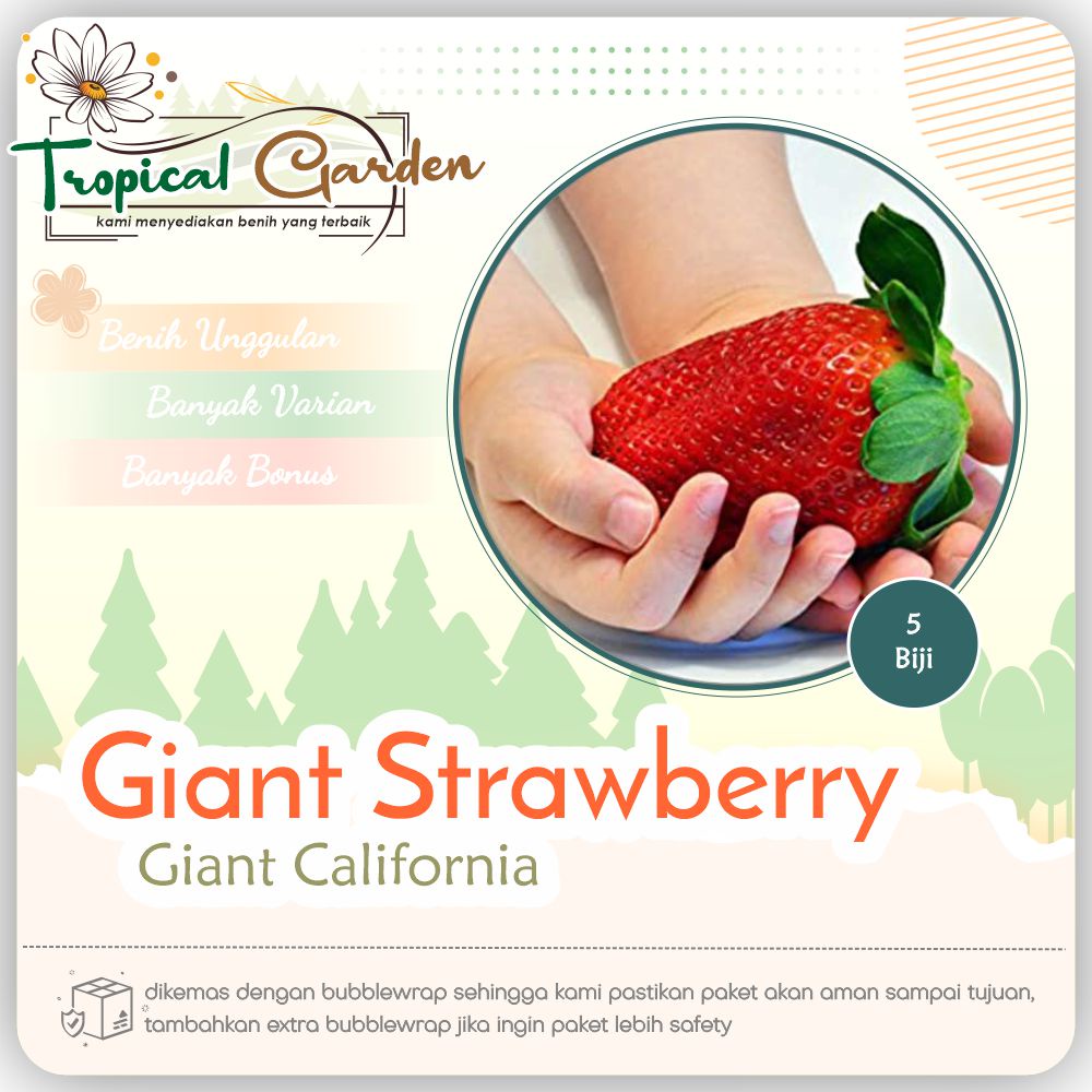 ✿ Tropical Garden ✿ Benih Strawberry Giant Biji Strawberry Benih Buah Buahan COD ✅