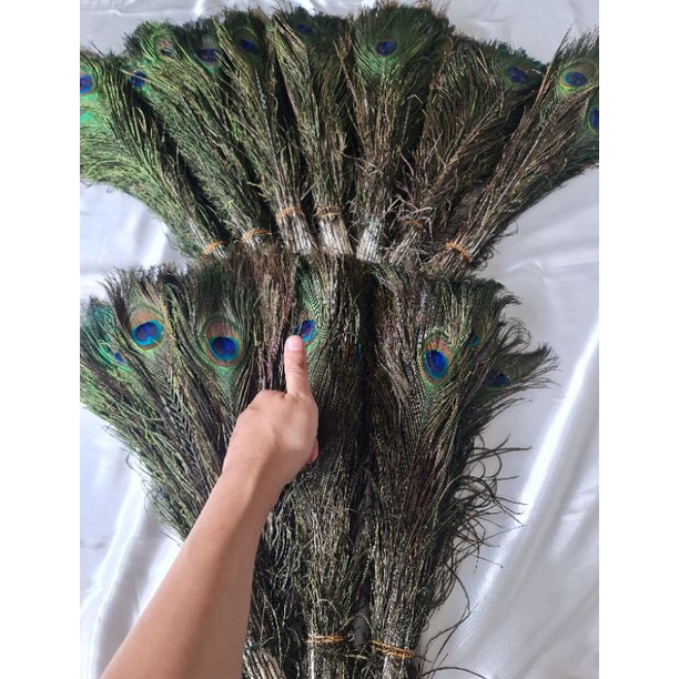 (Hot Promo) Paket Replika Bulu Merak Isi 10 Buah Uk 20-25 cm/ Bulu Topi Sintetis - Bulu Craft  Size 