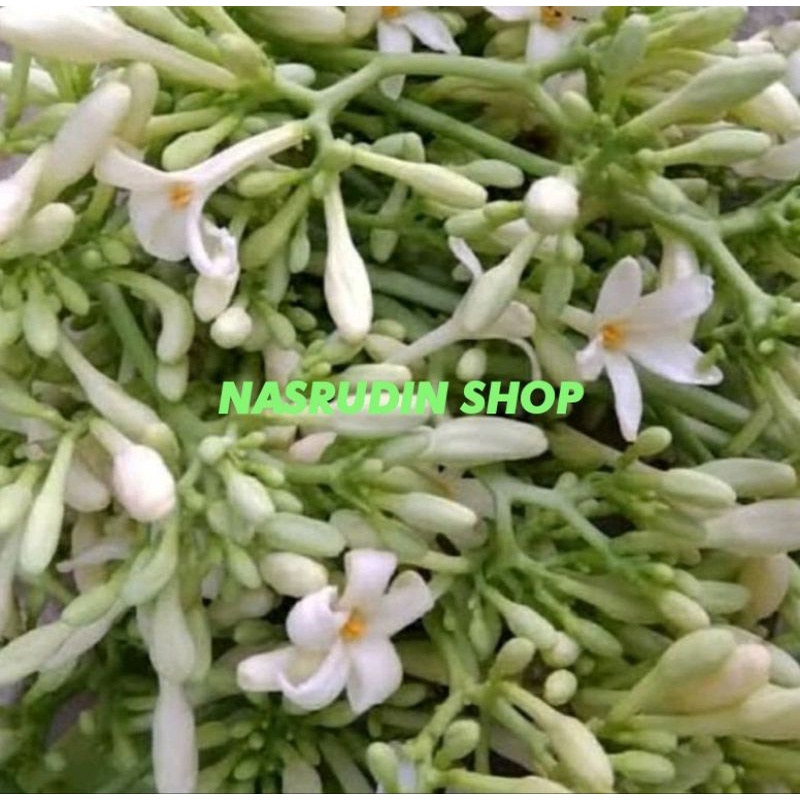 

KEMBANG KATES BUNGA PEPAYA SEGAR LANGSUNG PETIK