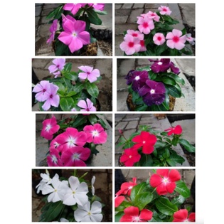 Tanaman Vinca Belum Berbunga Bibit Bunga Vinca Tapak Dara