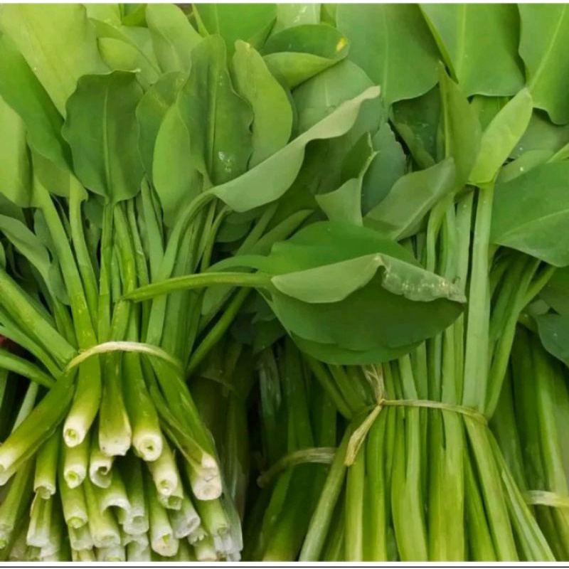 

GENDOT FRESH MURAH PER IKAT TERLARIS