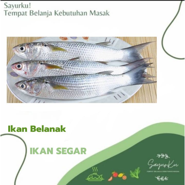 

ikan belanak fresh