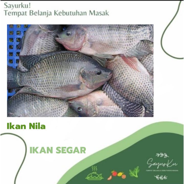 

ikan nila fresh