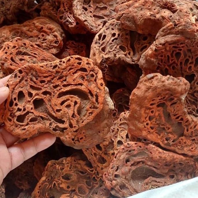 

● Sarang Semut Papua Asli 500gr ✭