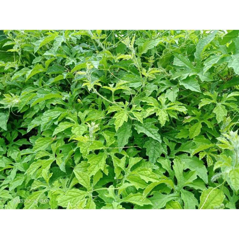 daun pare alas/pare hutan/pare liar 1kg segar/Paria liar