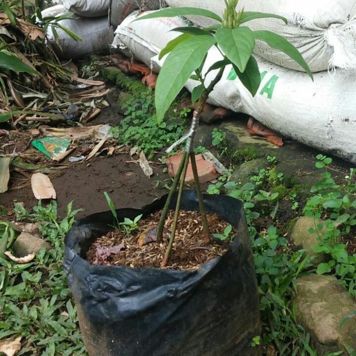 BIBIT BUAH POHON ALPUKAT MIKI MENTEGA KAKI 3 CEPAT BERBUAH