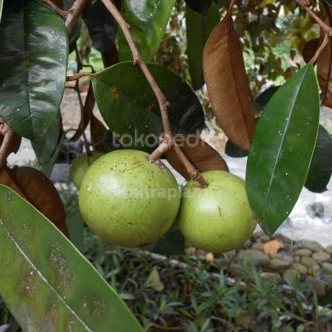 Bibit Pohon Sawo Duren Tanaman Buah Sawo Duren Pohon Sawo Ijo Kenitu MM