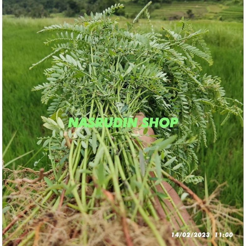 

[Fresh] DAUN MENIRAN DENGAN AKAR 50 BATANG UTUH BISA UNTUK BIBIT