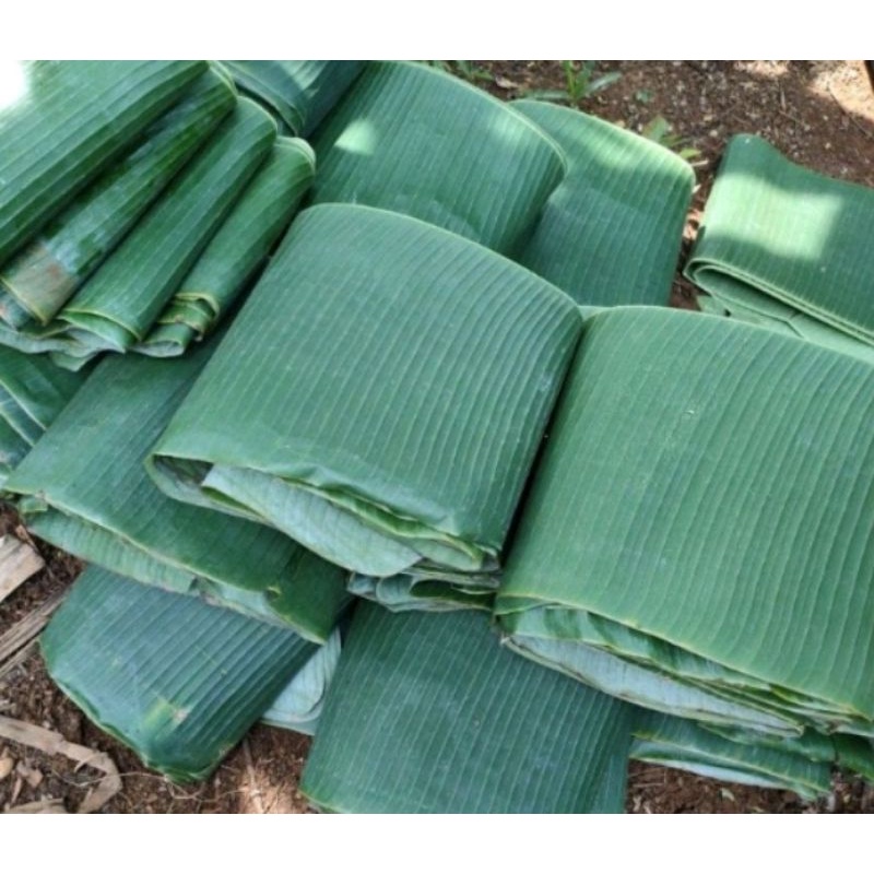 

DAUN PISANG BATU