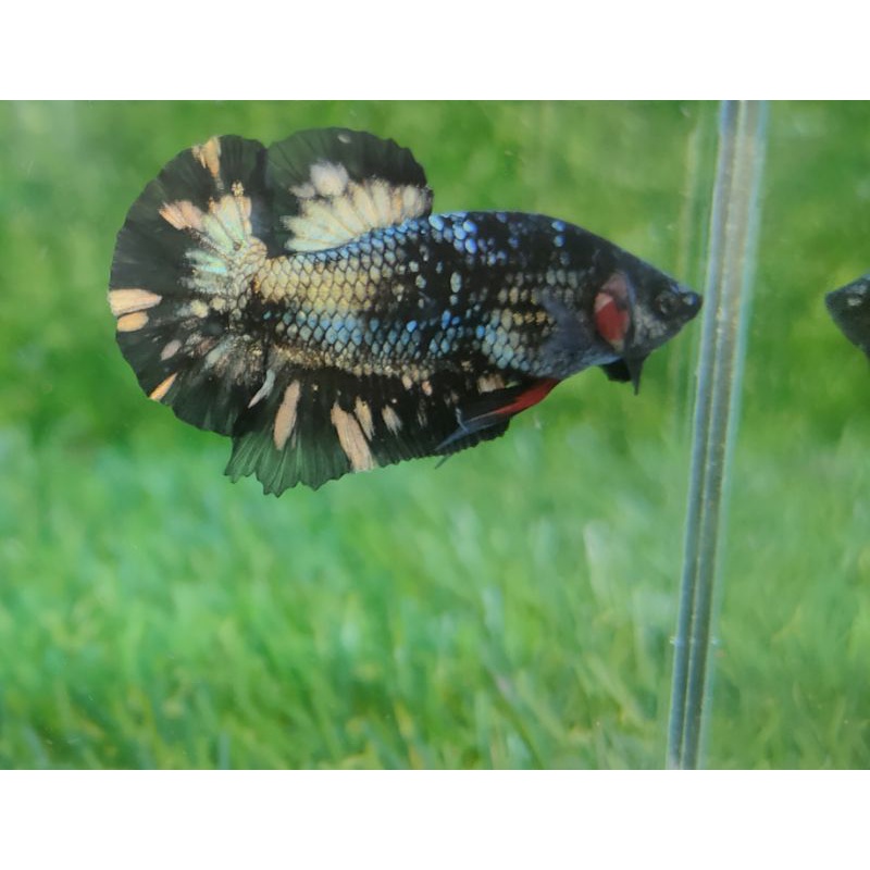 Avatar Cooper & Gordon