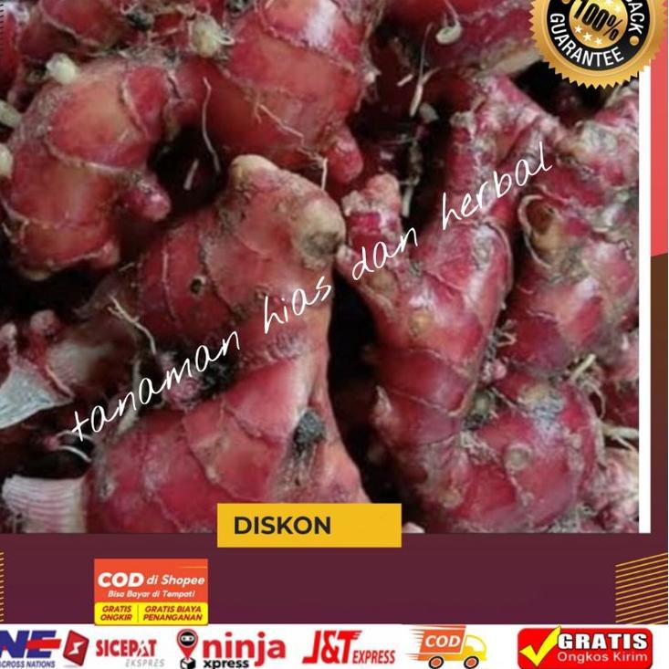 

♂ Jahe Merah Jahe Merah Super Jahe Merah Unggul Jahe Merah Langka Berkualitas Per1kg Terlaris ✴