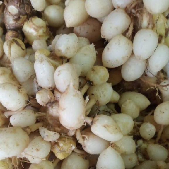 

Diminati Kunyit putih segar