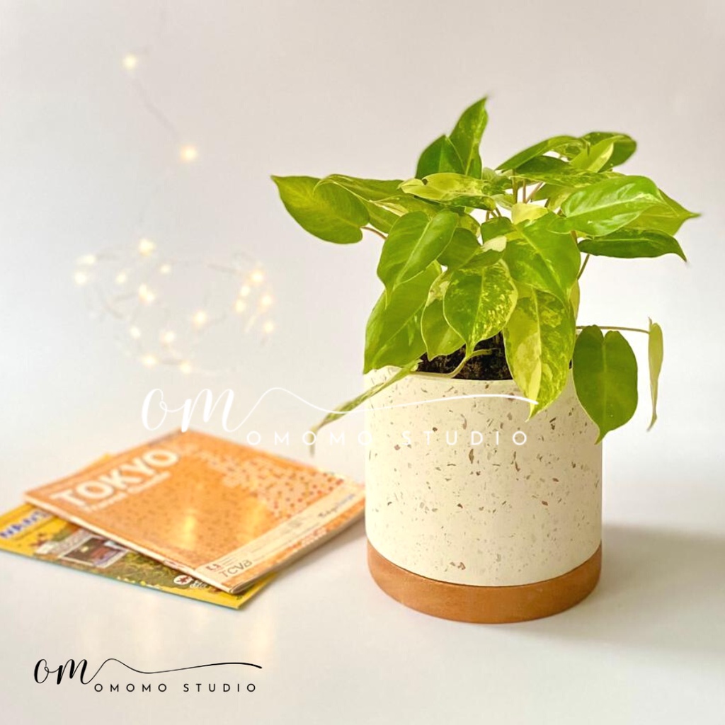 Premium Onyx Terrazzo Planter with wood bottom / Pot Terrazzo Mewah dengan lis kayu / Pot Terrazzo O