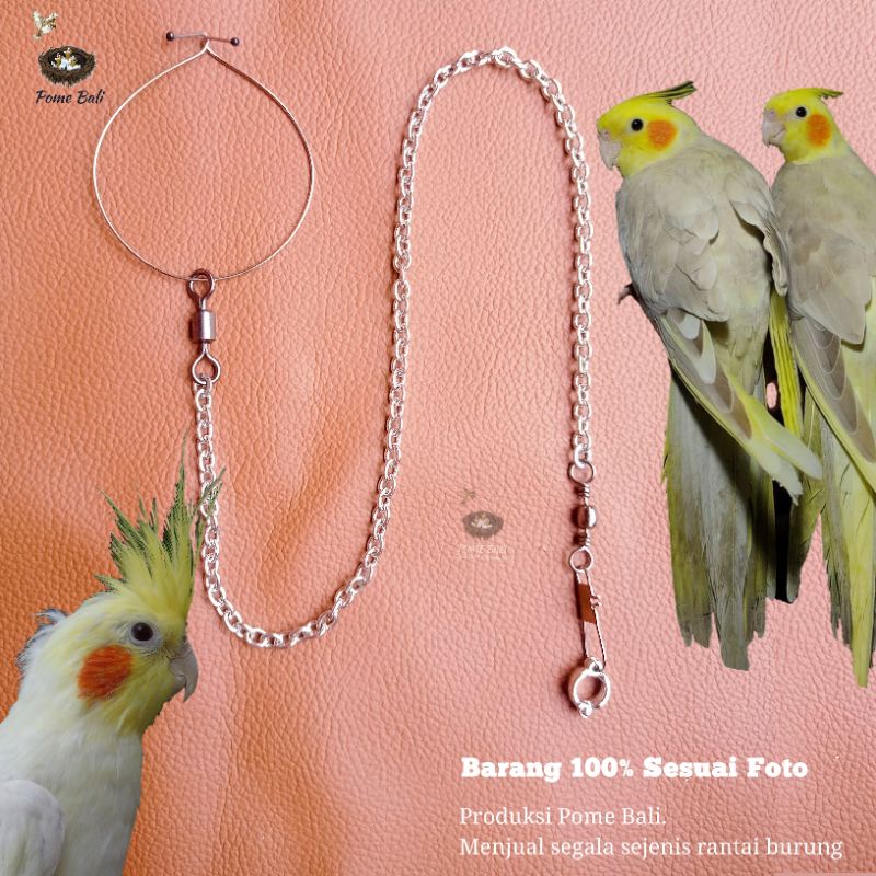 Rantai Burung Falk / Rantai Burung Parkit Australia