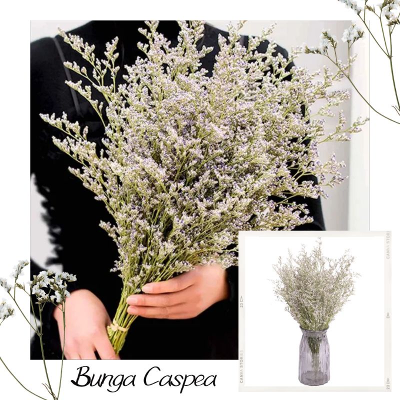 BUNGA CASPIA KERING NATURAL IMPOR 20 GRAM