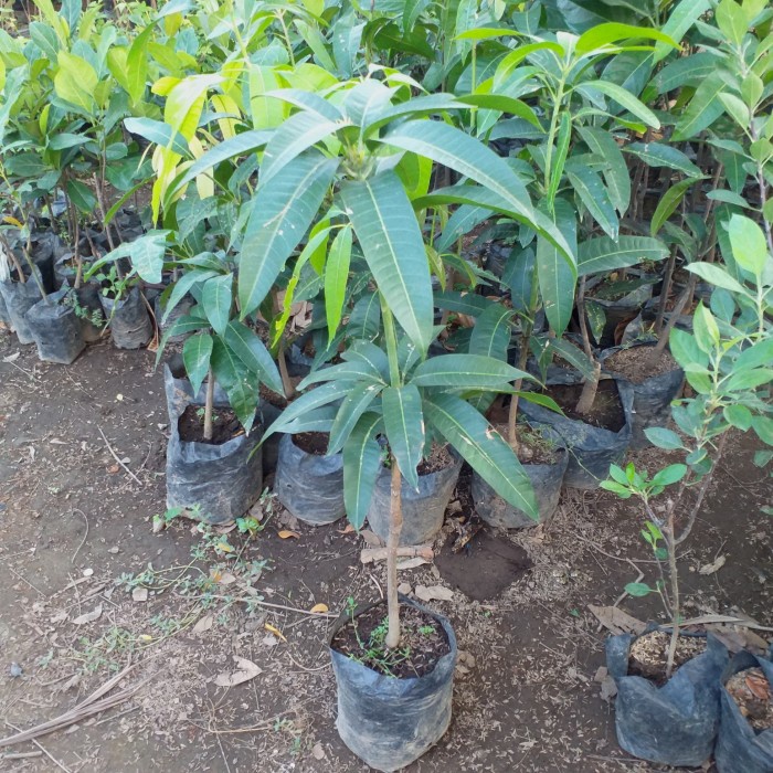 BIBIT TANAMAN BUAH MANGGA MAHATIR 1 METER UP OKULASI CEPAT BERBUAH