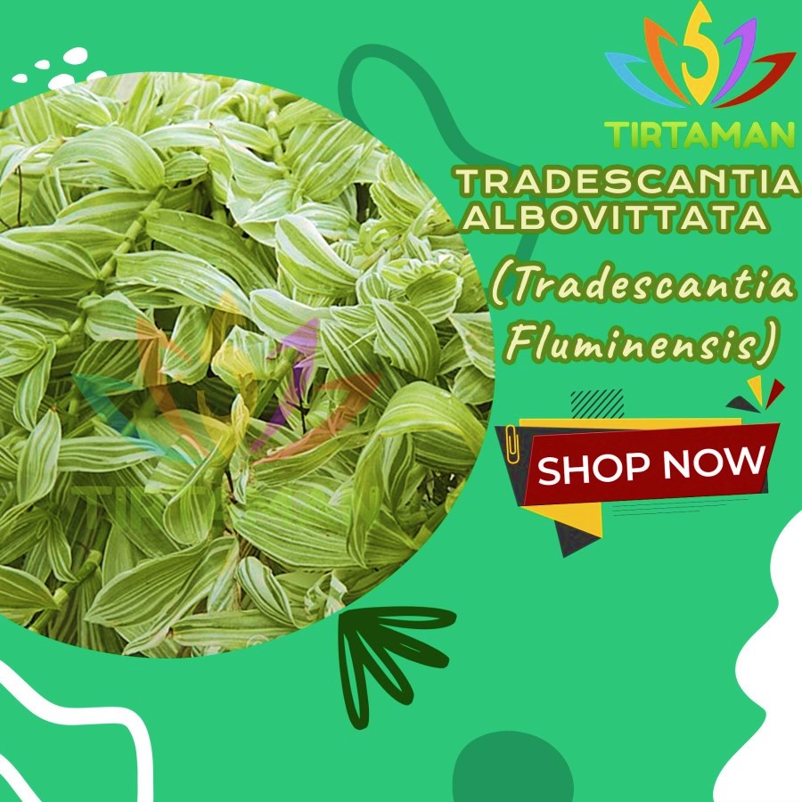 tradescantia fluminensis albovittata