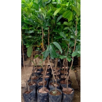 Bibit rambutan binjai/rapiah okulasi