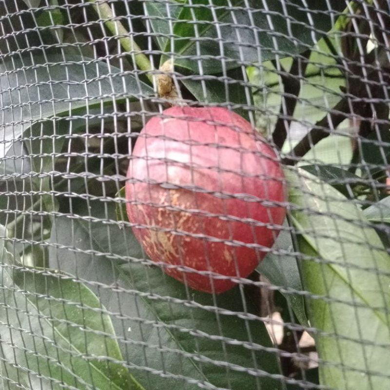 

Buah mahkota dewa makuto dewo