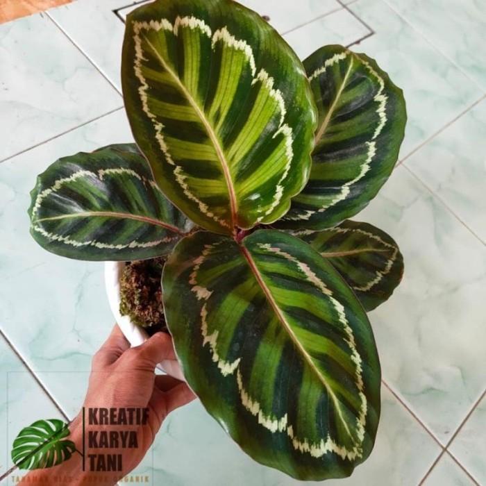 Terlaris Tanaman Hias Calathea Linden - Calathea Linden