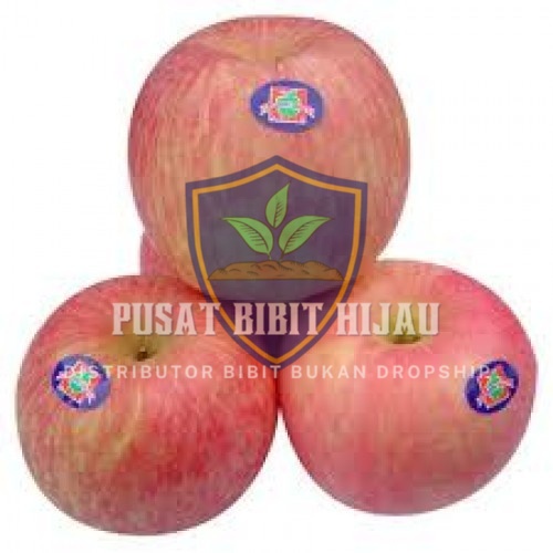 Bibit Buah Tanaman Pohon Apel Fuji Merah