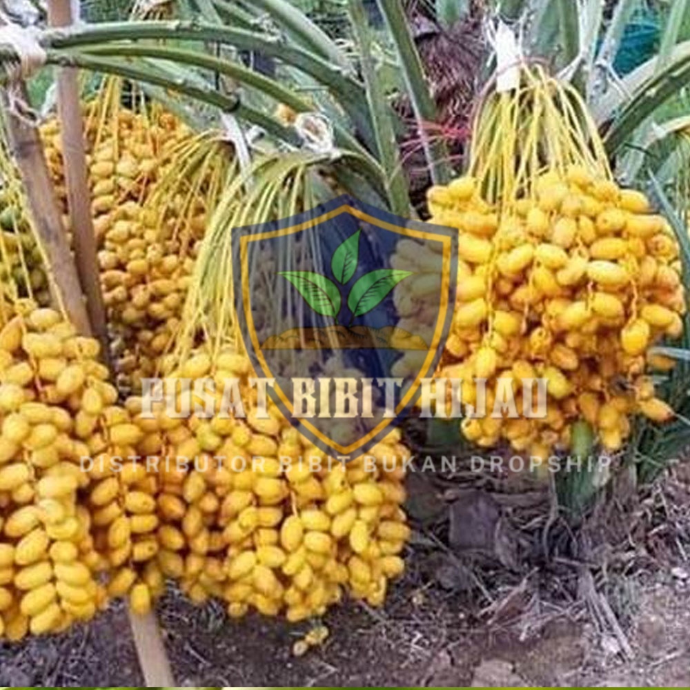 Bibit Kurma Tropis Pohon Buah Cepat Panen