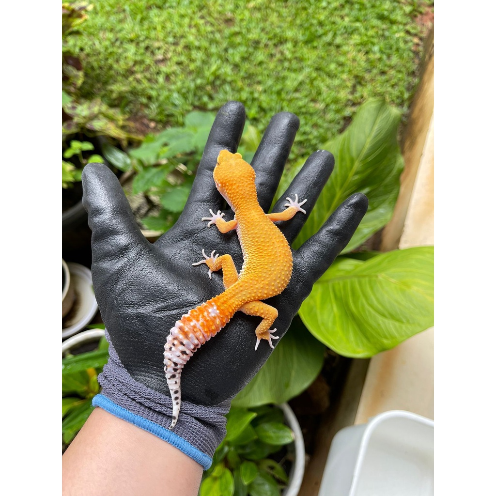 MAINAN -  GECKO GIANT SHTCT - GIANT EMERINE