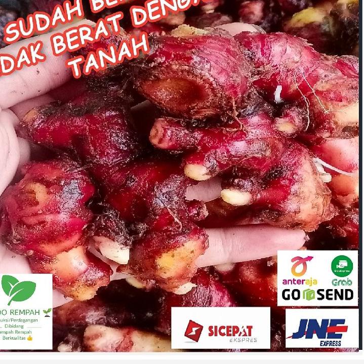 

Cuci Gudang Jahe Merah / Red Ginger Size Super 1 Kg Sudah Bersih