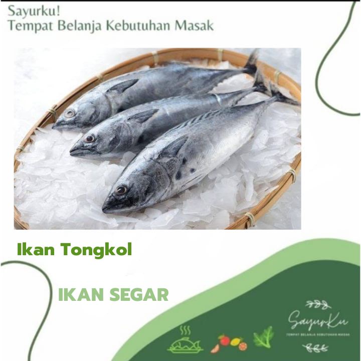 

ikan tongkol fresh