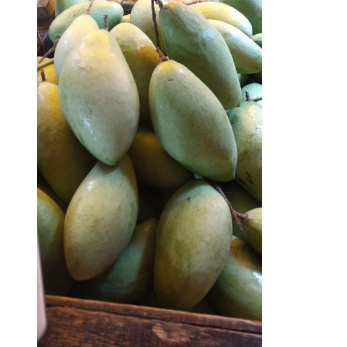 

Terlaris Mangga lokmai changmay chiang mai MENTAH MENGKEL muda segar 1 kilogram Asem muda thailand nam dok mai okyong asem seger asem asam !!